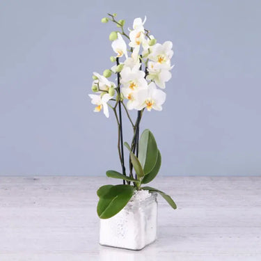 Twin Stem White Orchid, Square Vase, Phalaenopsis Orchid Plant, Elegant Home Decor Accent,Buy Twin Stem White Orchid Online